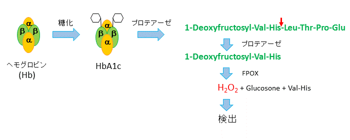 図2. 酵素法による HbA1c 測定